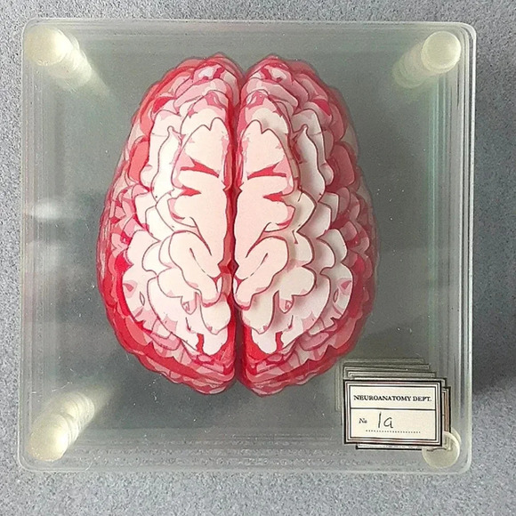 10 Brain specimen coasters - Picture 2 of 4